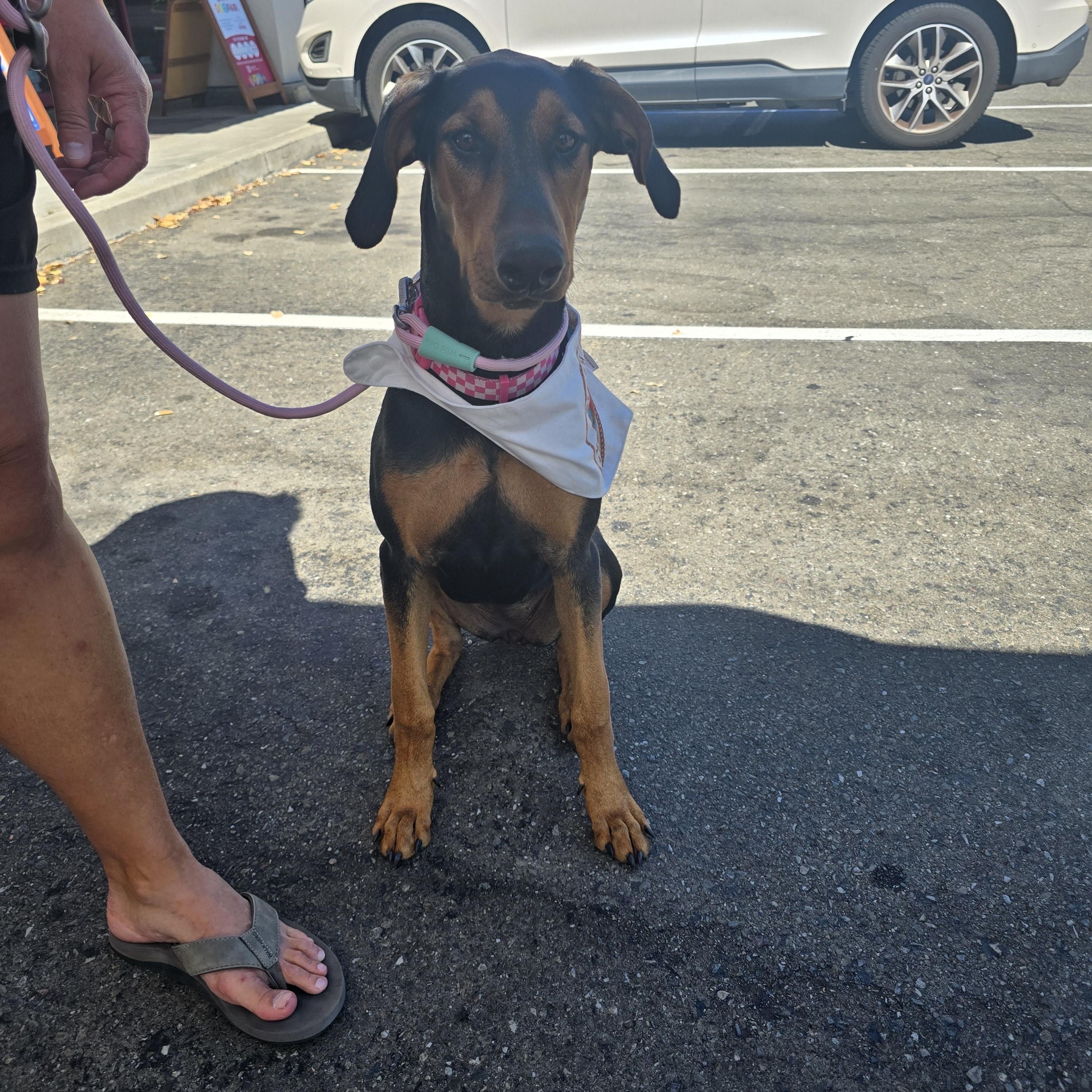 Enlarge Reece, a Adoptable Doberman Pinscher in Brentwood, CA image 5/6