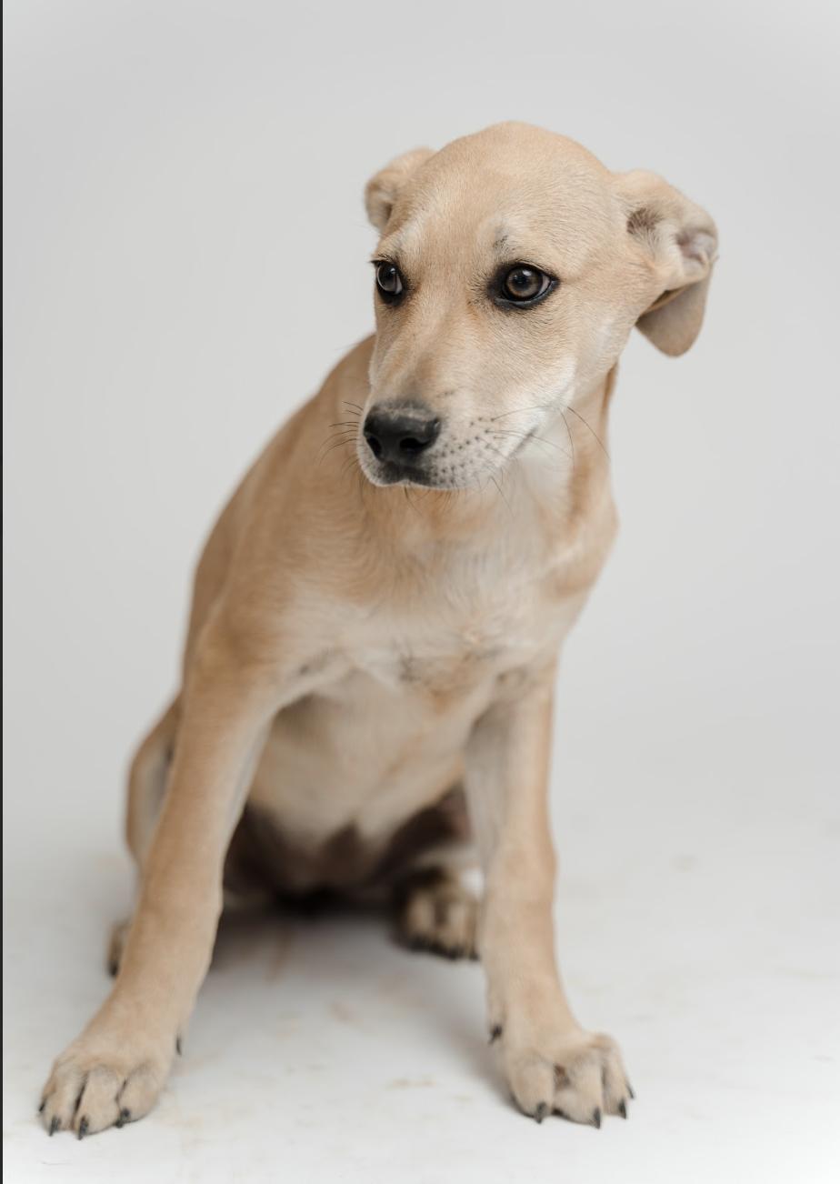 Nini — thumbnail 3