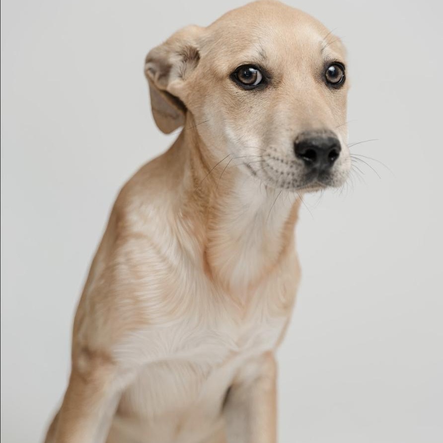 Nini — thumbnail 4