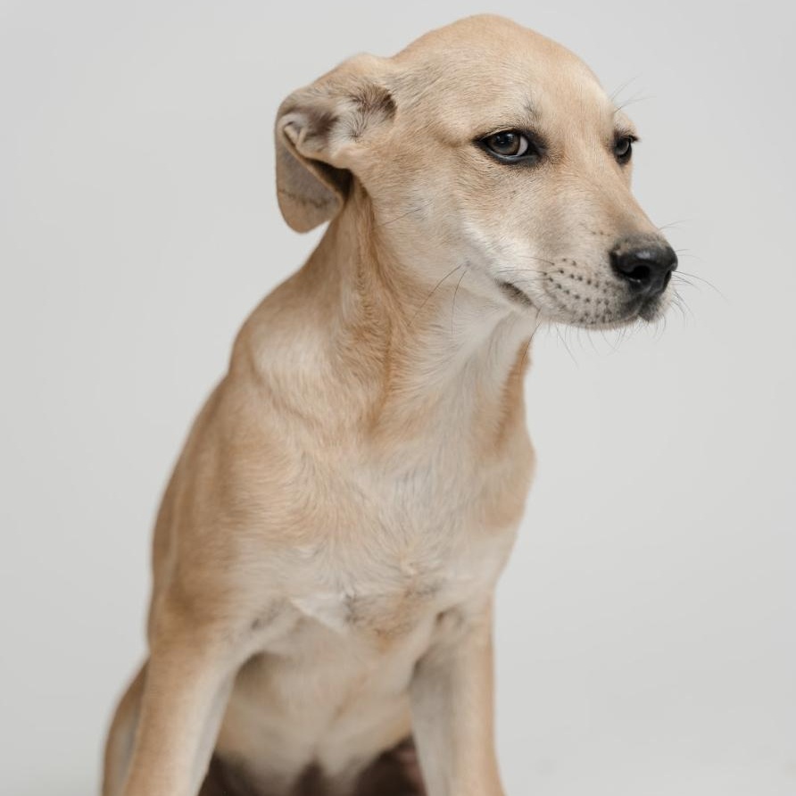 Nini — thumbnail 5