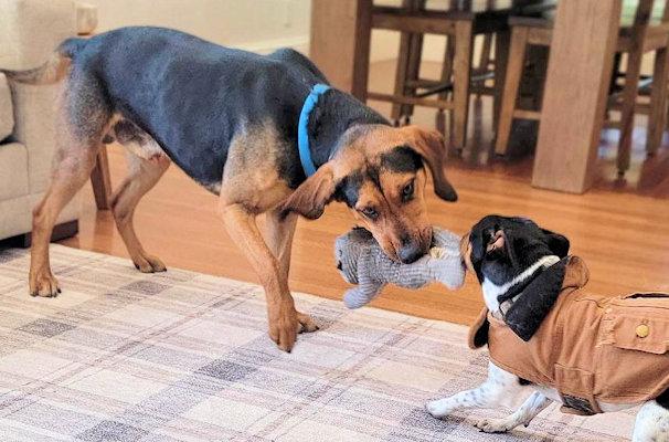 Enlarge Incredible Buck (CA), a ADOPTABLE Black and Tan Coonhound in Jackson, CA image 3/5