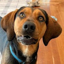 Incredible Buck (CA), ADOPTABLE, Young Male Black and Tan Coonhound.