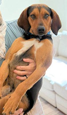 Enlarge Incredible Buck (CA), a ADOPTABLE Black and Tan Coonhound in Jackson, CA image 2/5