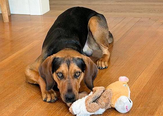 Enlarge Incredible Buck (CA), a ADOPTABLE Black and Tan Coonhound in Jackson, CA image 4/5