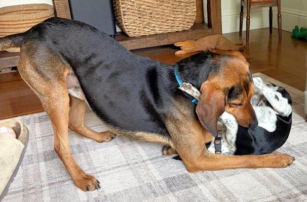 Enlarge Incredible Buck (CA), a ADOPTABLE Black and Tan Coonhound in Jackson, CA image 5/5