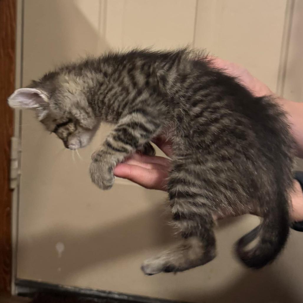 Enlarge Melody, a Adoptable Domestic Short Hair in Buffalo, WY image 1/3