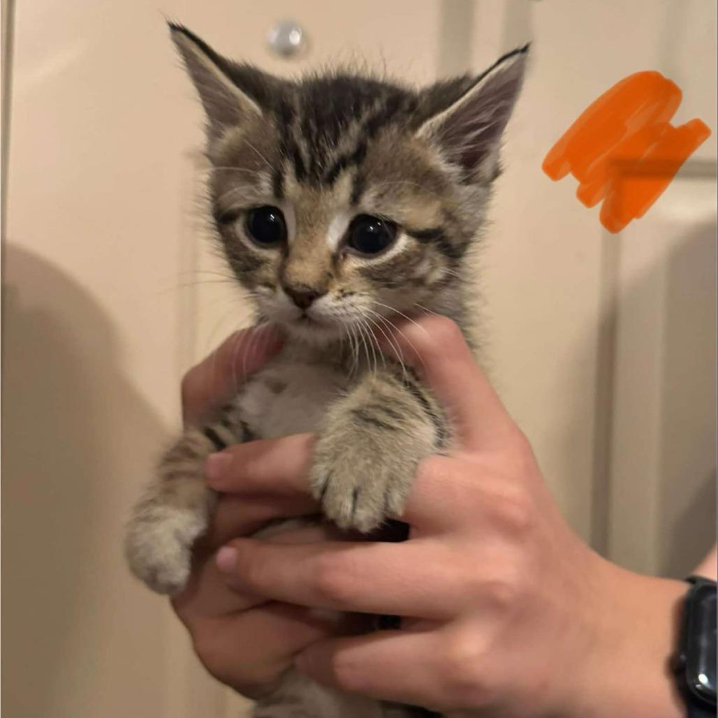 Enlarge Melody, a Adoptable Domestic Short Hair in Buffalo, WY image 2/3