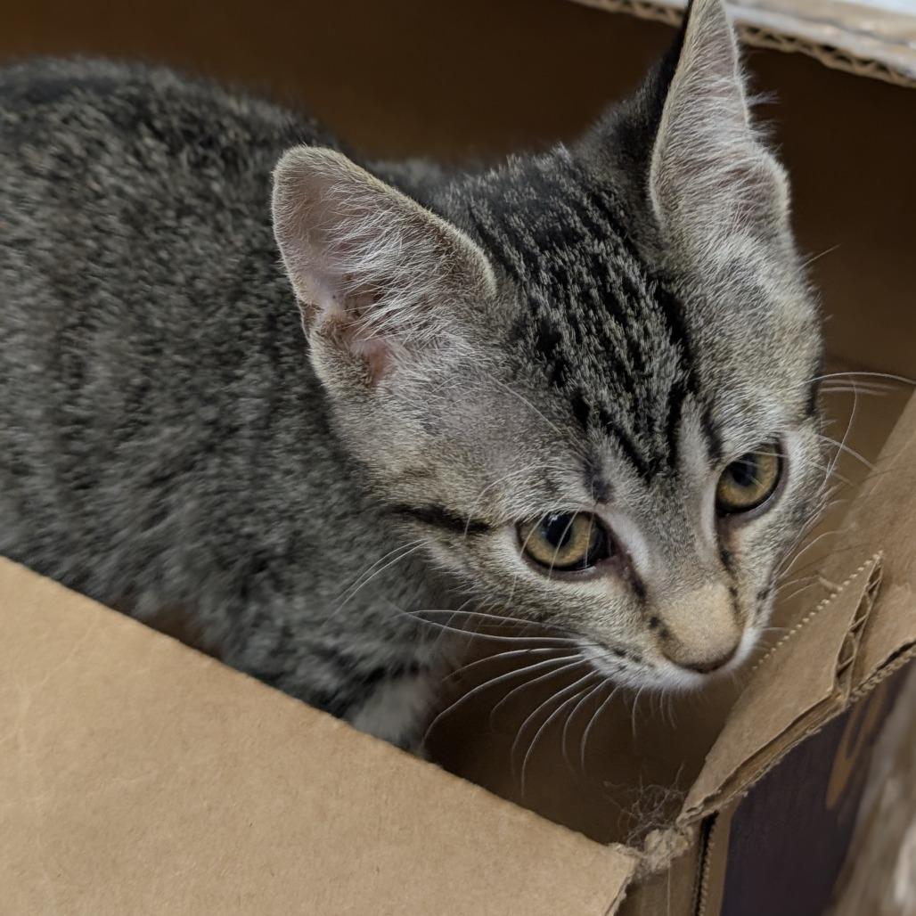 Enlarge Melody, a Adoptable Domestic Short Hair in Buffalo, WY image 3/3