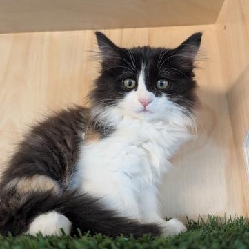 Rutabaga, an adoptable Domestic Medium Hair, Calico in Torrey, UT, 84775 | Photo Image 1