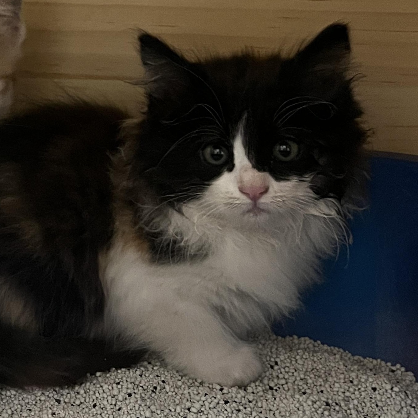 Rutabaga, an adoptable Domestic Medium Hair, Calico in Torrey, UT, 84775 | Photo Image 2