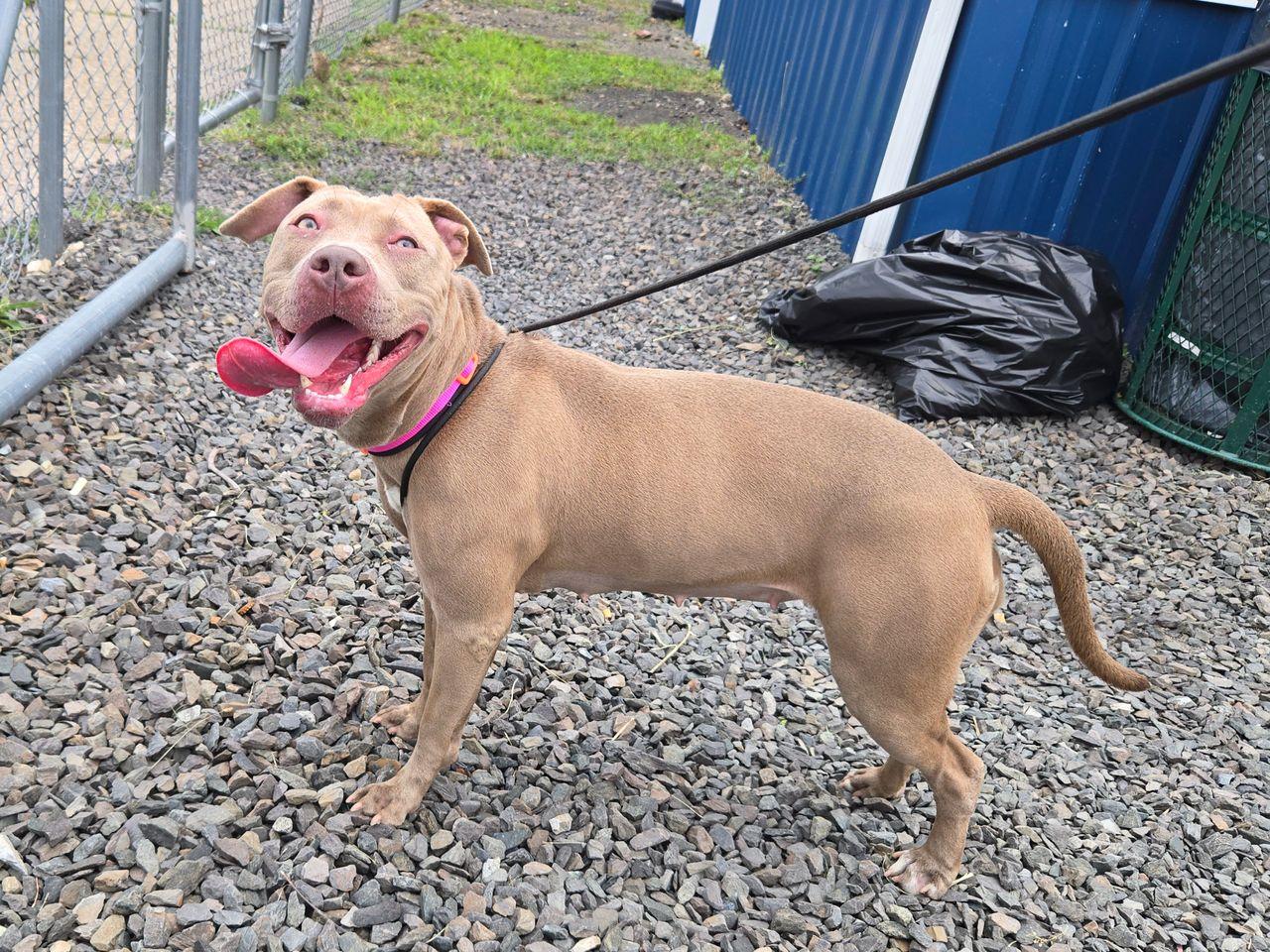 Enlarge Amerie, a ADOPTABLE Pit Bull Terrier in Trenton, NJ image 2/2