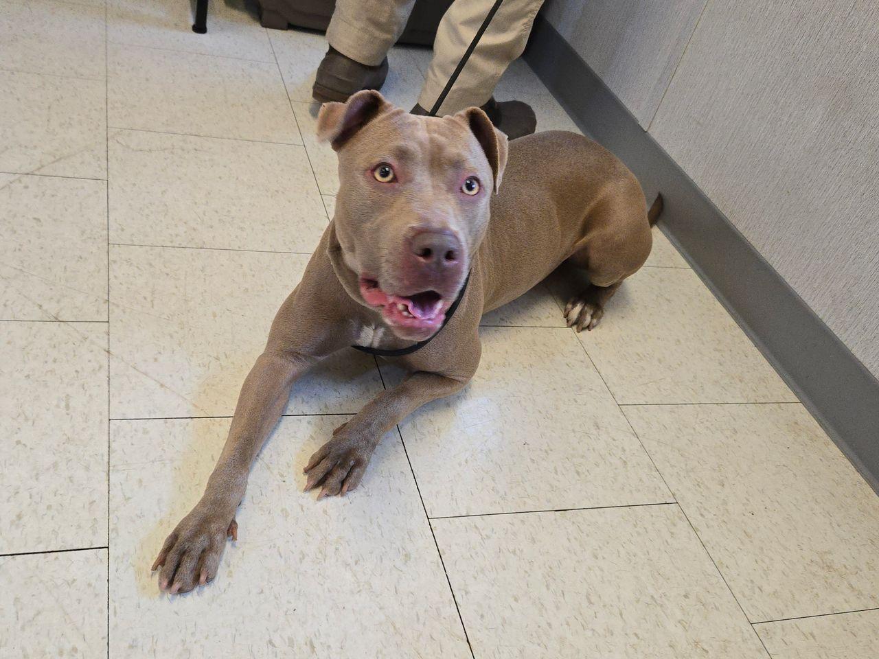 Amerie, ADOPTABLE, Adult Female Pit Bull Terrier.