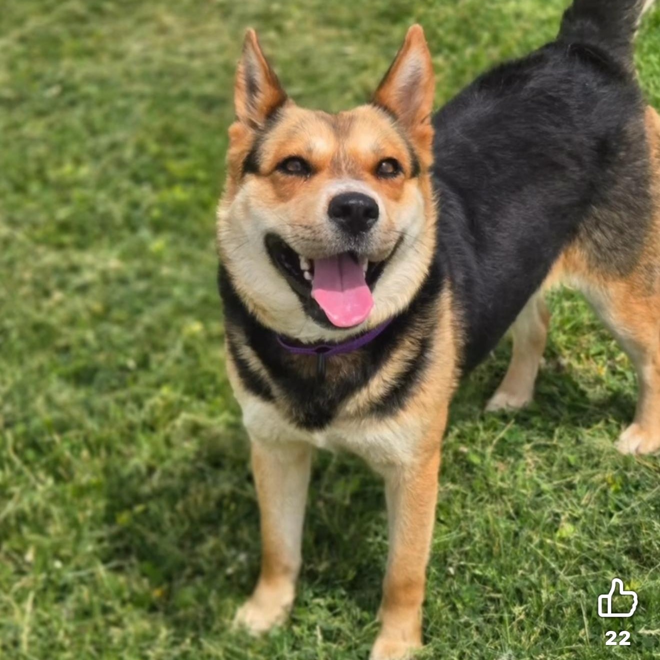 Enlarge Starbies, a ADOPTABLE Mixed Breed in Wilsall, MT image 1/1