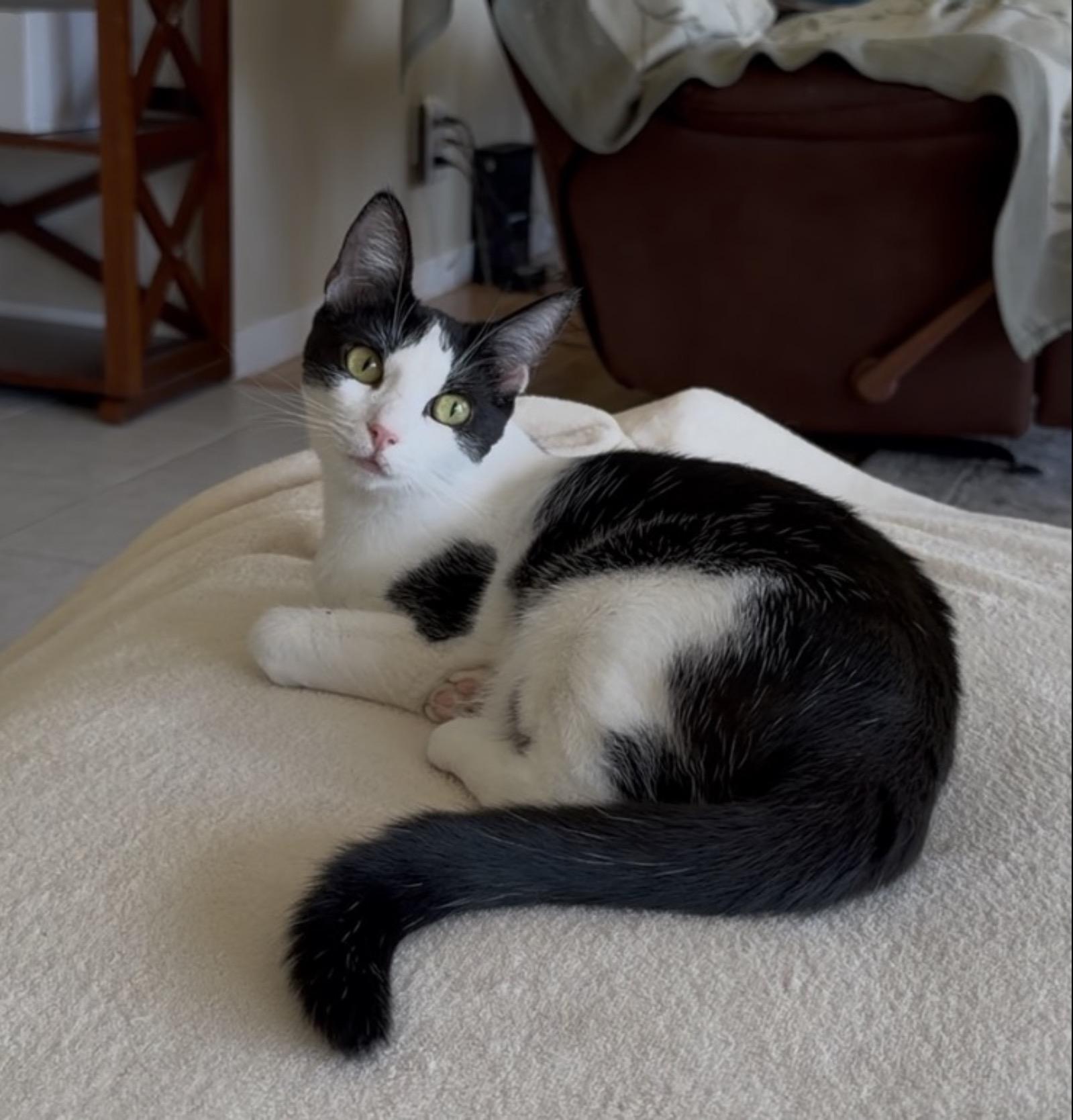 Enlarge Lulu, a Adopted Tuxedo in San Rafael, CA image 6/6