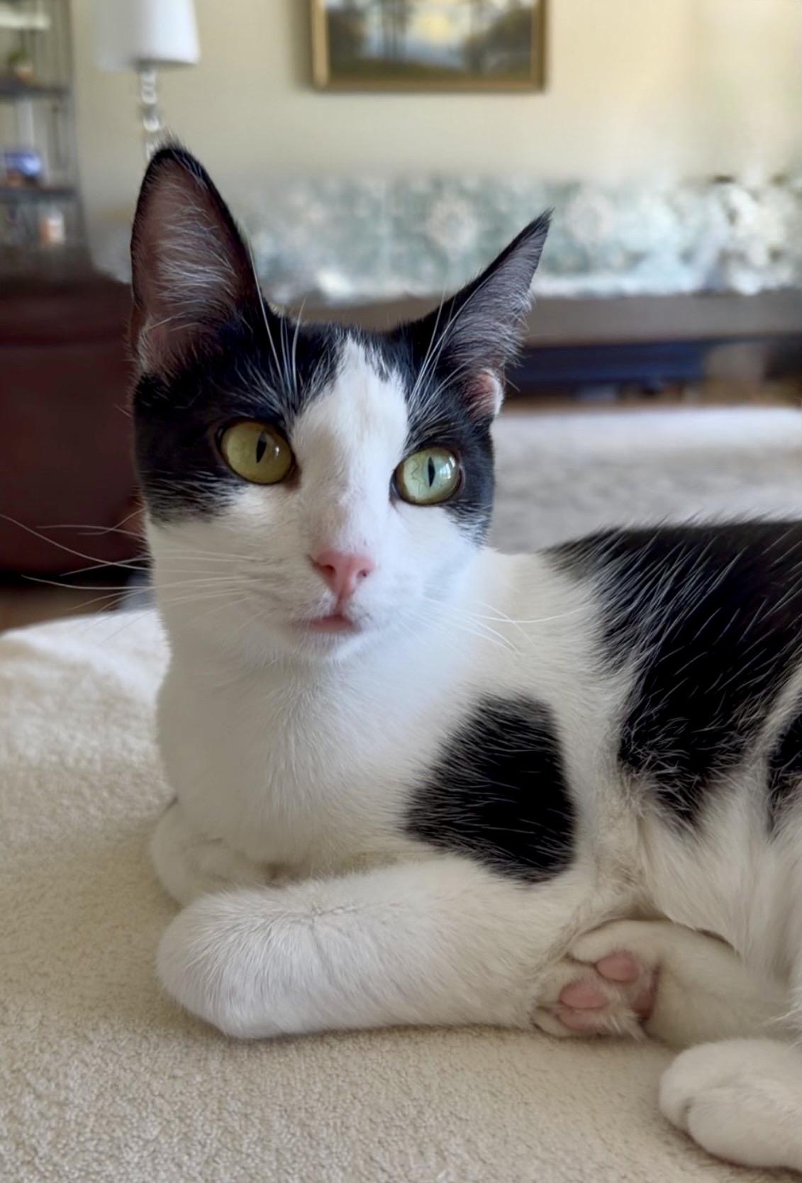 Enlarge Lulu, a Adopted Tuxedo in San Rafael, CA image 2/6