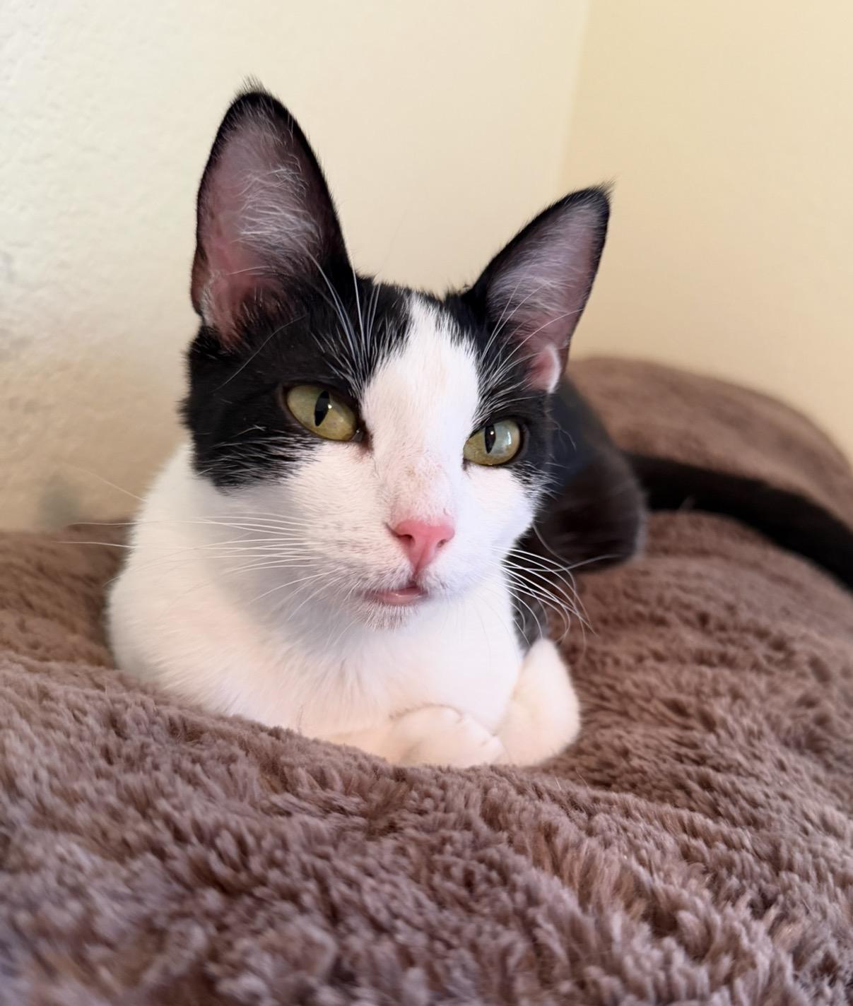 Enlarge Lulu, a Adopted Tuxedo in San Rafael, CA image 5/6