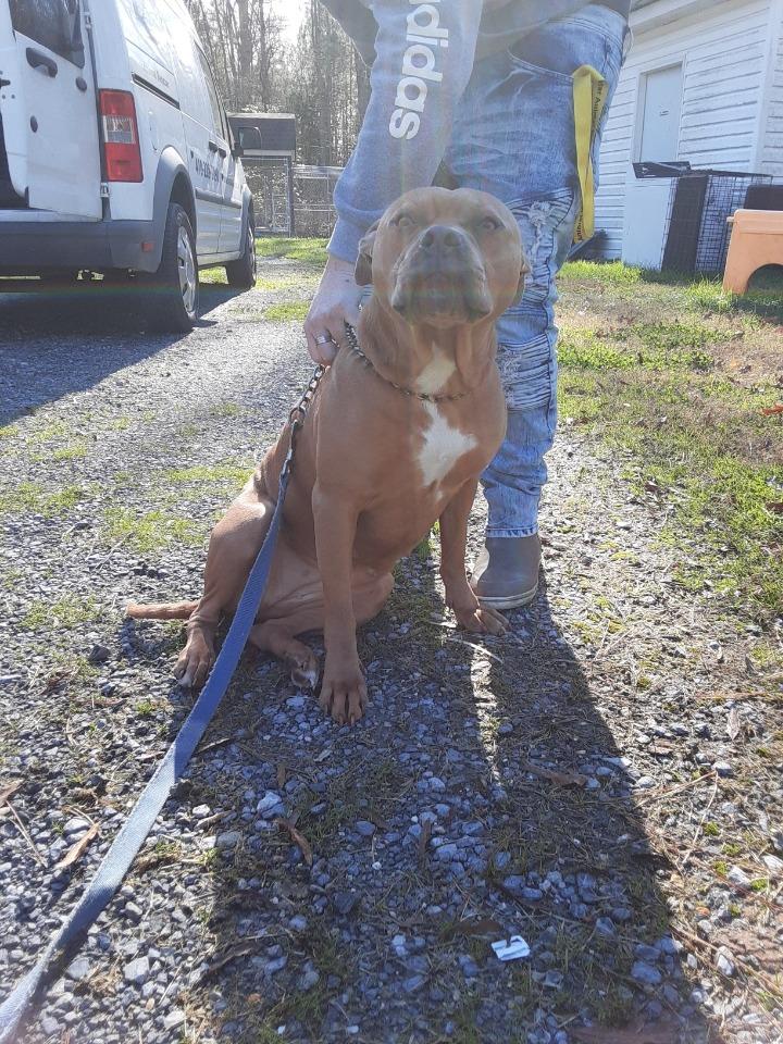 Enlarge Bubbles, a Adopted Pit Bull Terrier in Cambridge, MD image 2/3