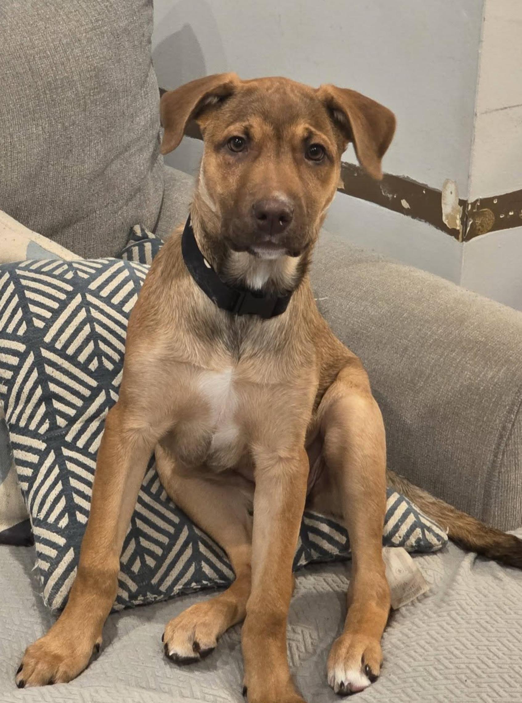 Enlarge Egg, a Adoptable mixed breed in Scarborough, ON image 5/6