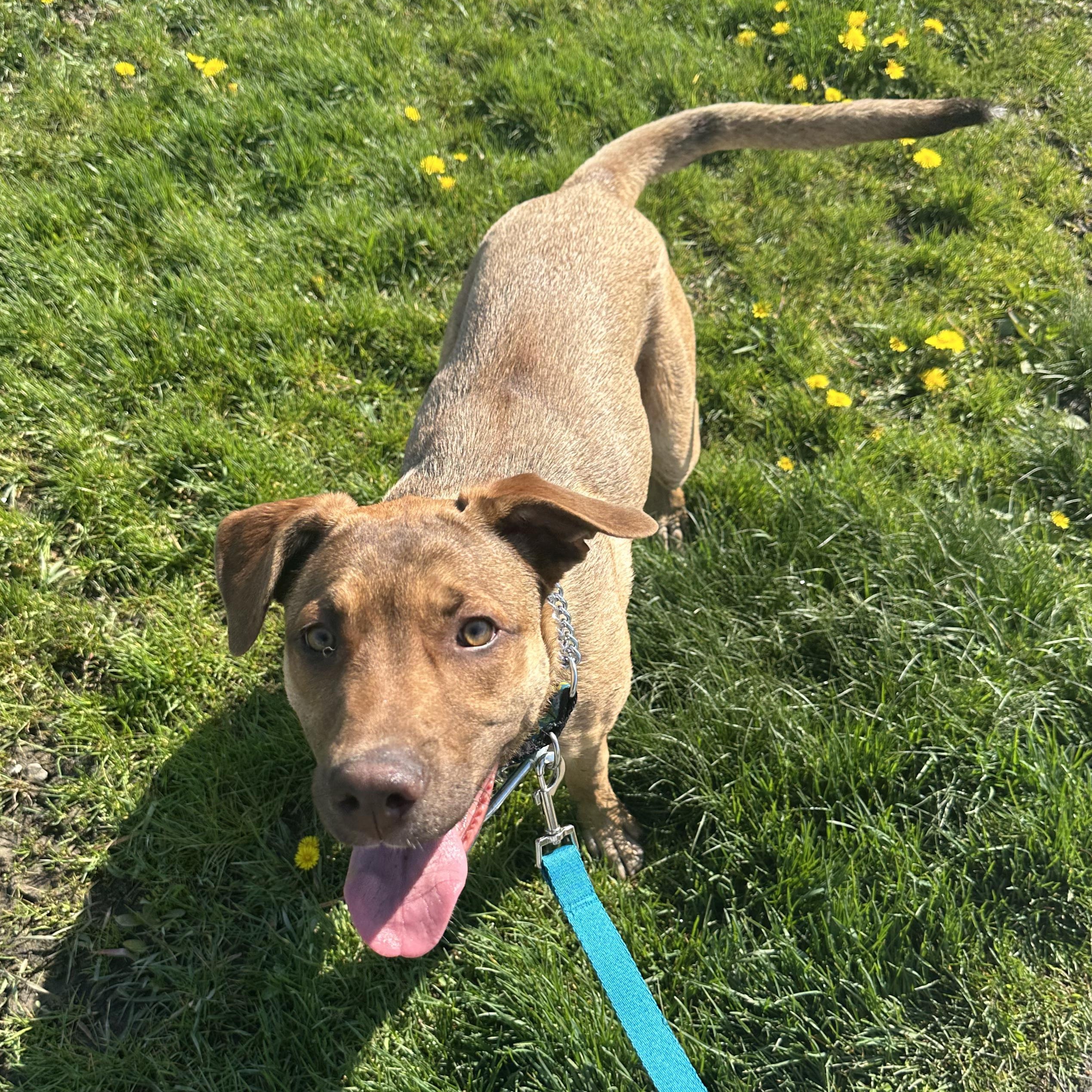 Egg, a Adoptable mixed breed in Scarborough, ON image 2/6