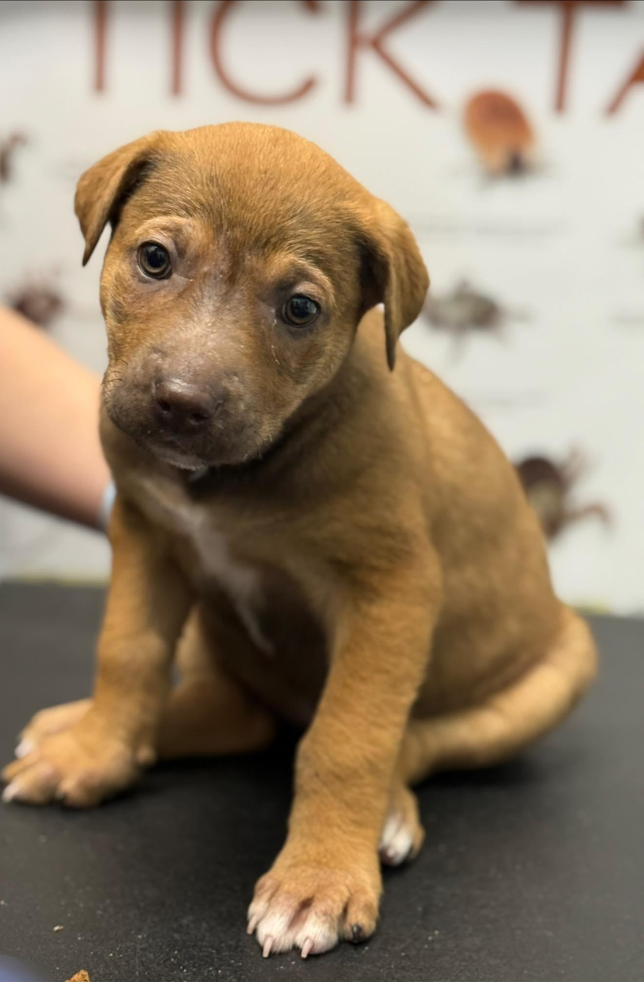 Egg, a Adoptable mixed breed in Scarborough, ON image 1/6