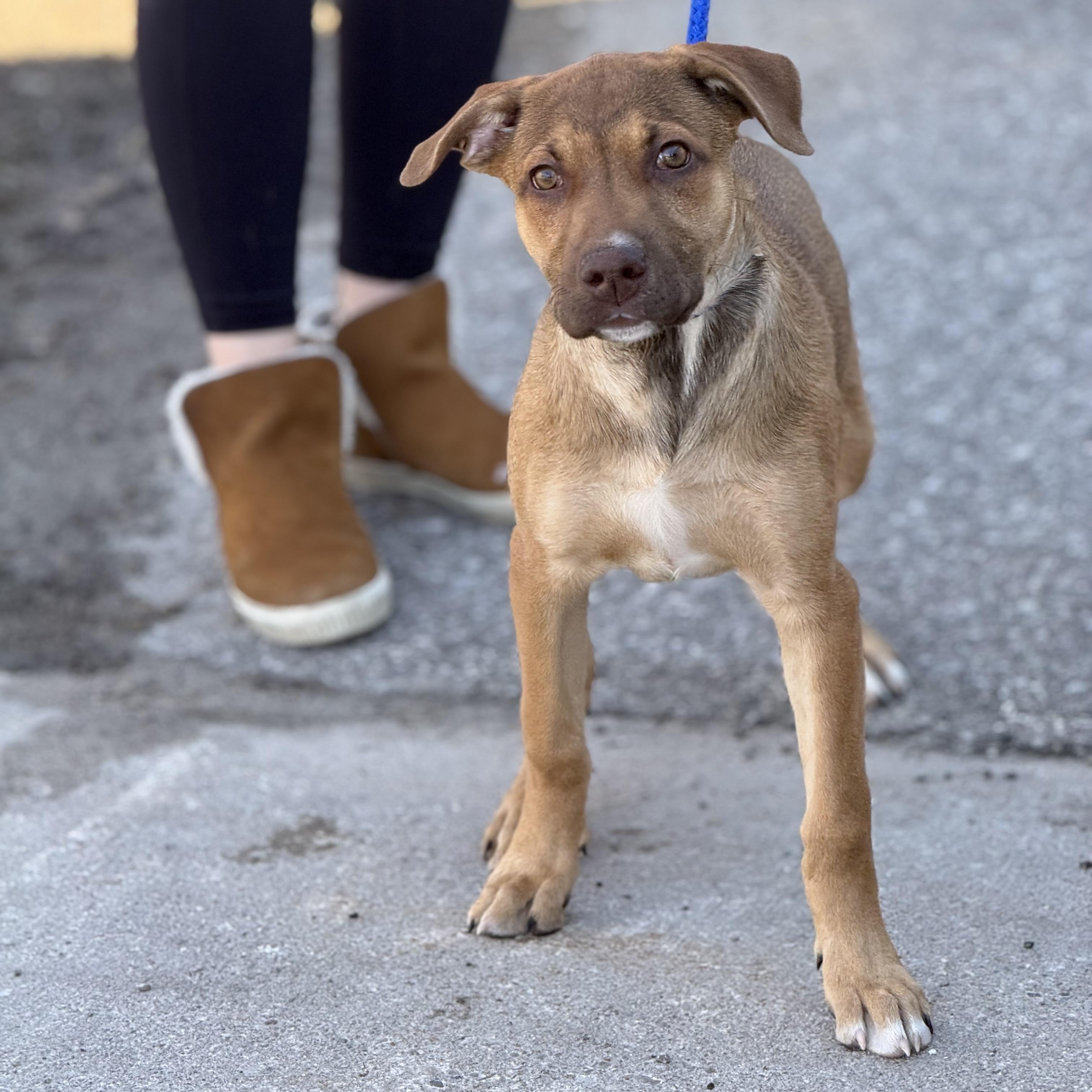 Enlarge Egg, a Adoptable mixed breed in Scarborough, ON image 3/6