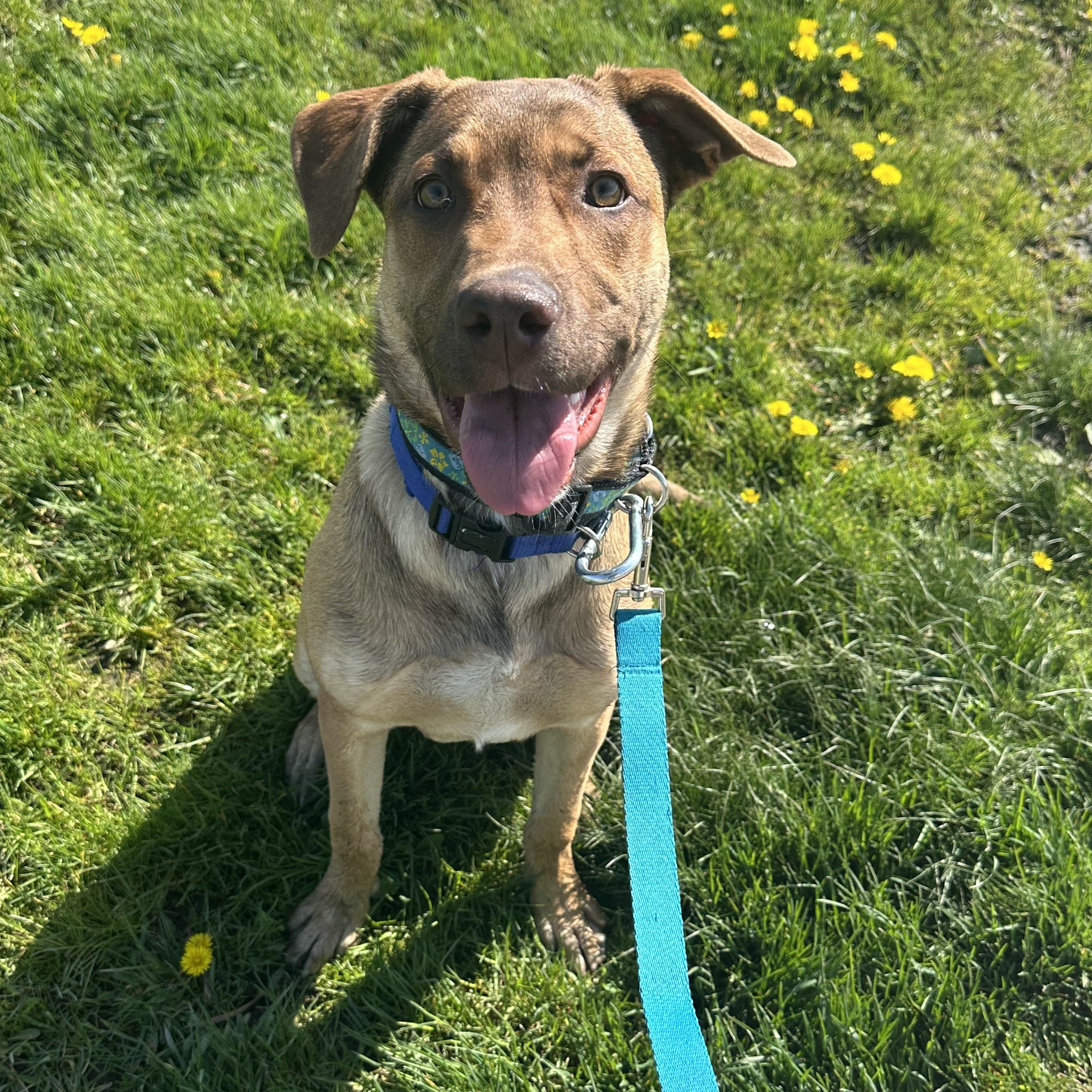 Egg, Adoptable, Puppy Female Rottweiler & German Shepherd Dog.