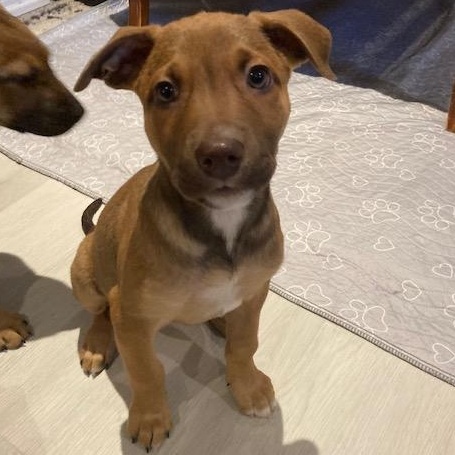 Egg, a Adoptable mixed breed in Scarborough, ON image 2/6