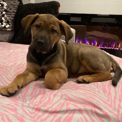 Egg, a Adoptable mixed breed in Scarborough, ON image 3/6