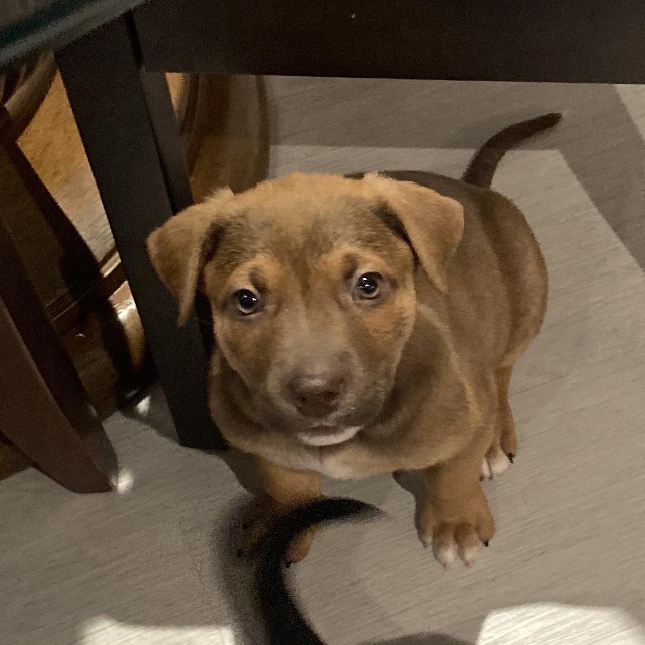 Egg, a Adoptable mixed breed in Scarborough, ON image 5/6