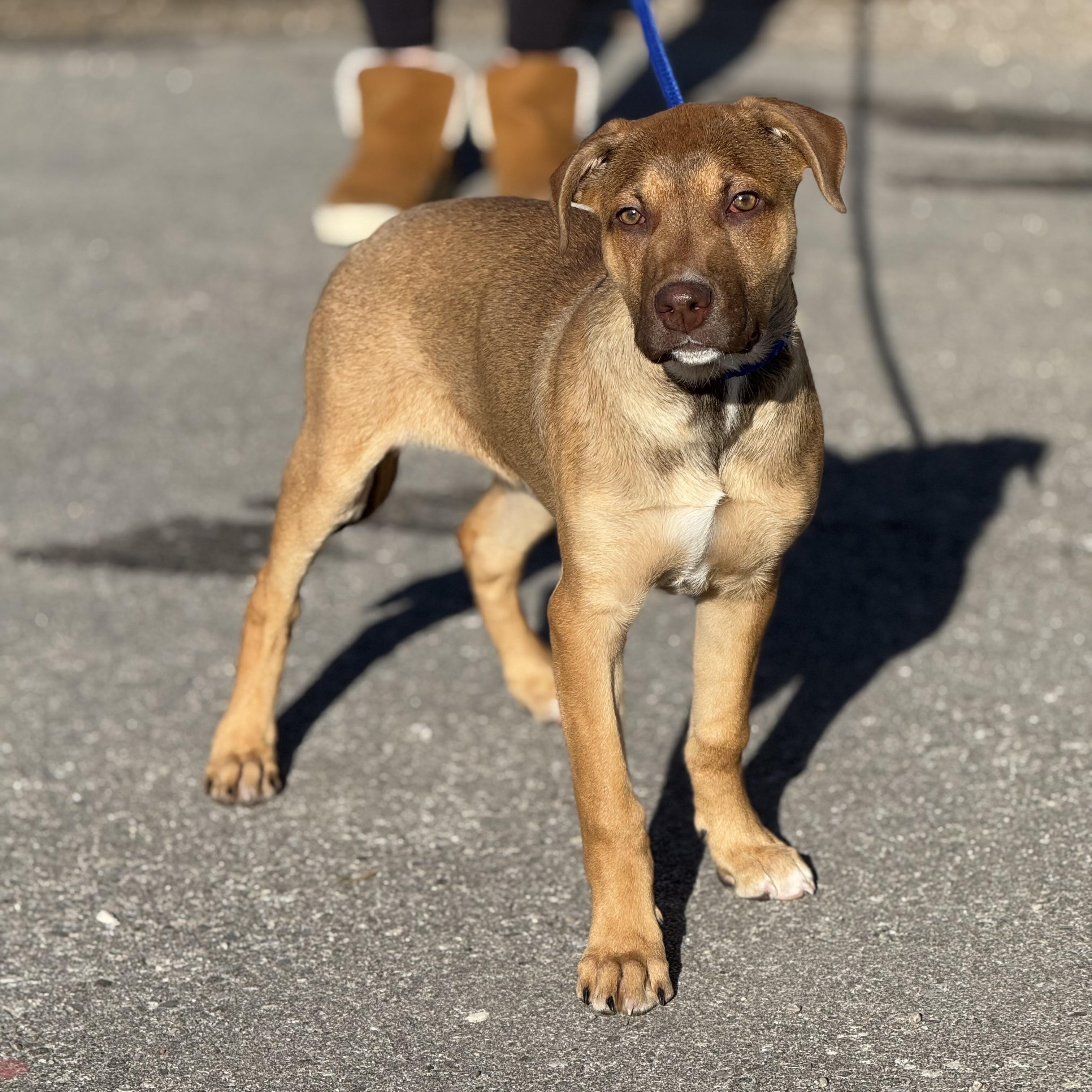 Enlarge Egg, a Adoptable mixed breed in Scarborough, ON image 1/6