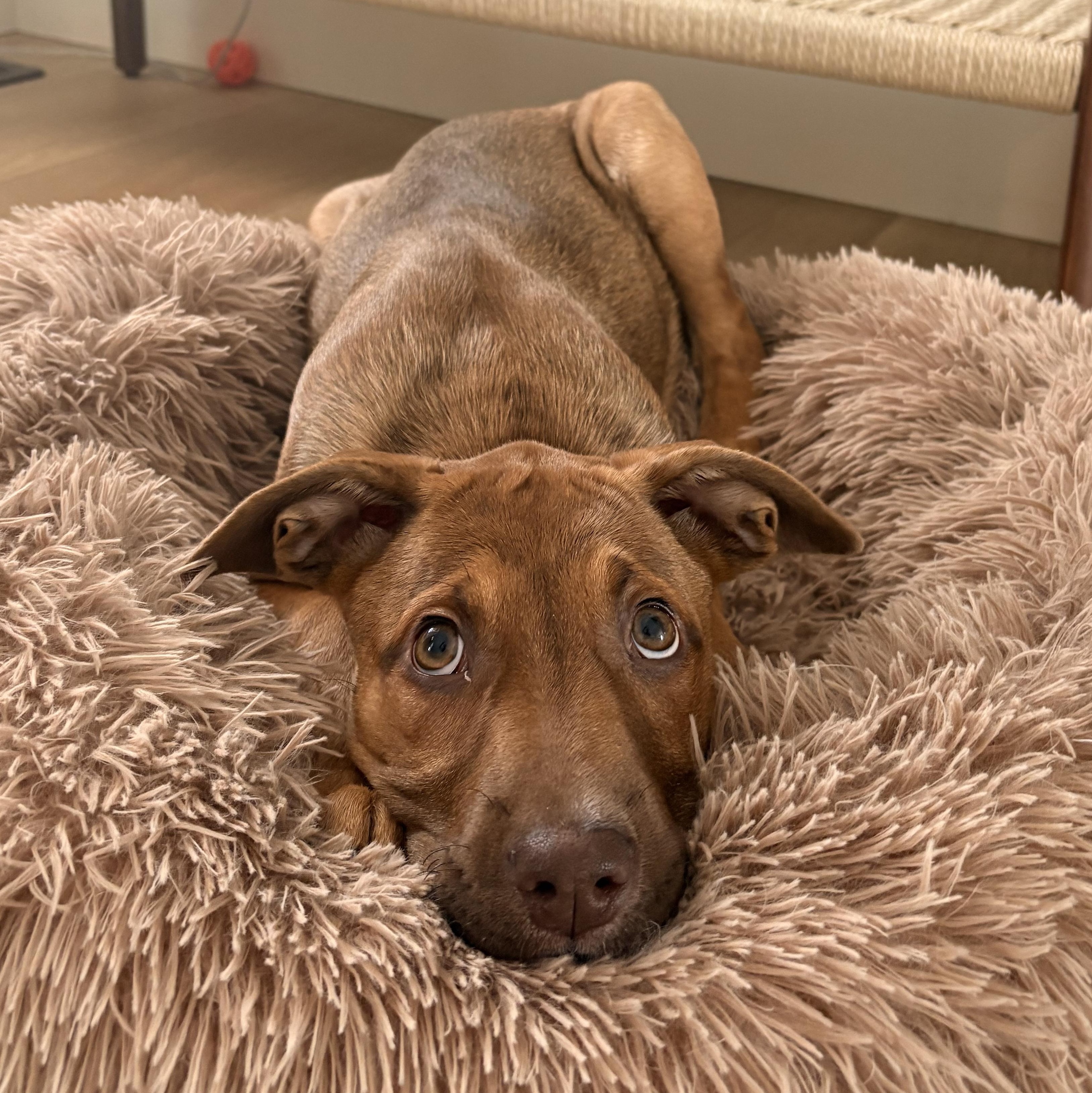 Enlarge Egg, a Adoptable mixed breed in Scarborough, ON image 2/6