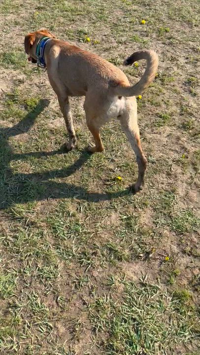 Enlarge Egg, a Adoptable mixed breed in Scarborough, ON video 6/6