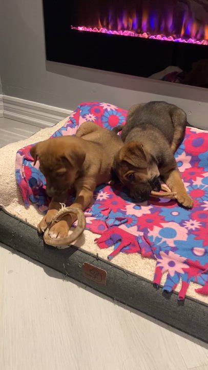 Enlarge Egg, a Adoptable mixed breed in Scarborough, ON video 6/6