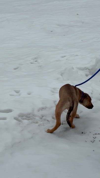 Enlarge Egg, a Adoptable mixed breed in Scarborough, ON video 6/6