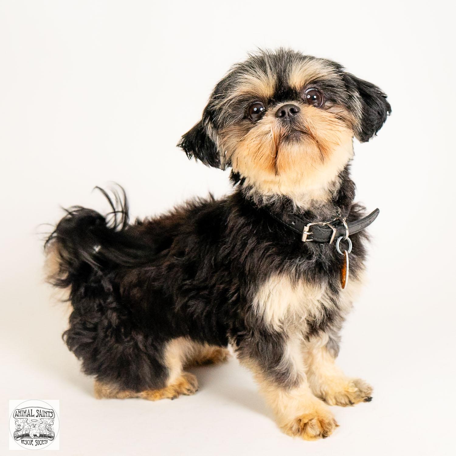 Daisy, a ADOPTABLE Shih Tzu in Fort Montgomery, NY image 3/6