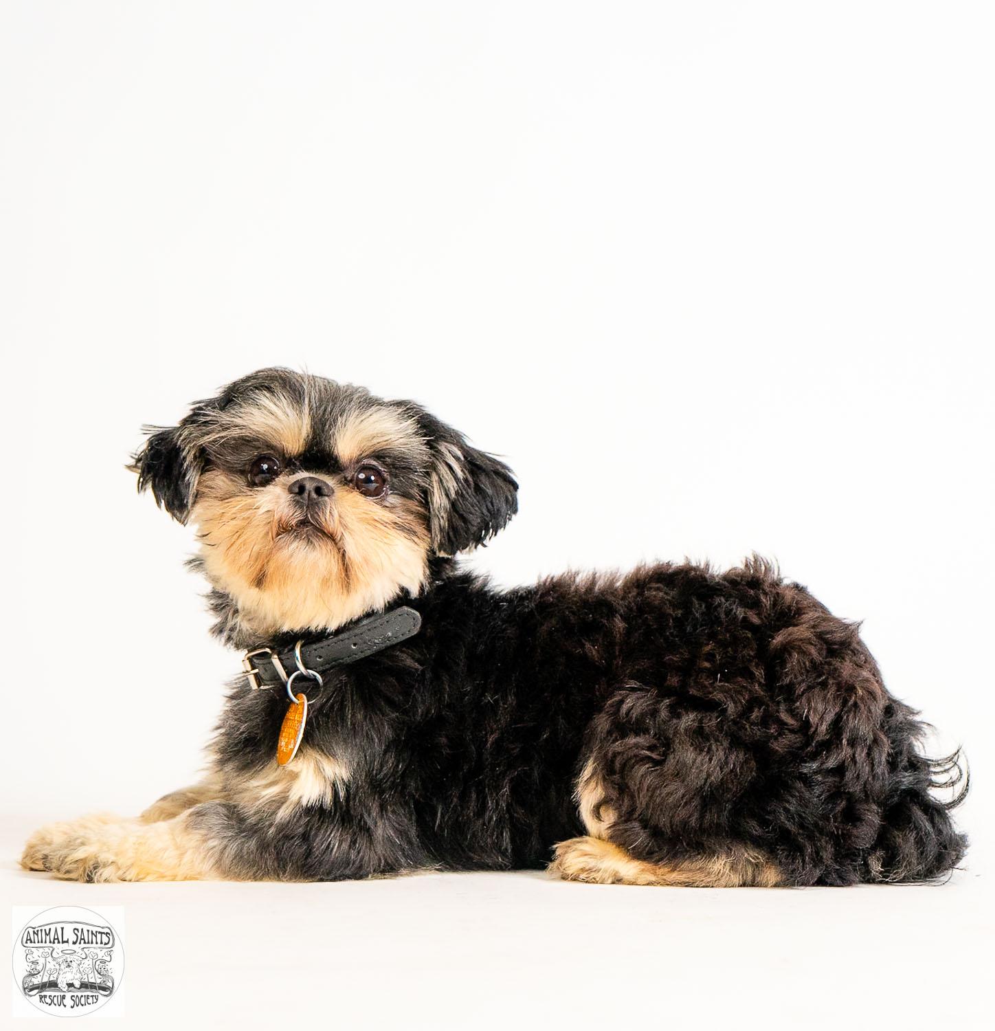 Daisy, a ADOPTABLE Shih Tzu in Fort Montgomery, NY image 5/6