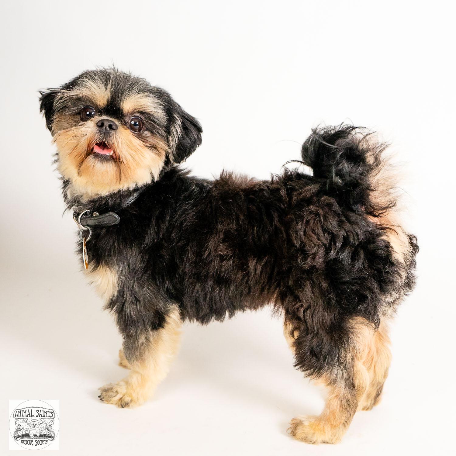 Daisy, ADOPTABLE, Young Female Shih Tzu.