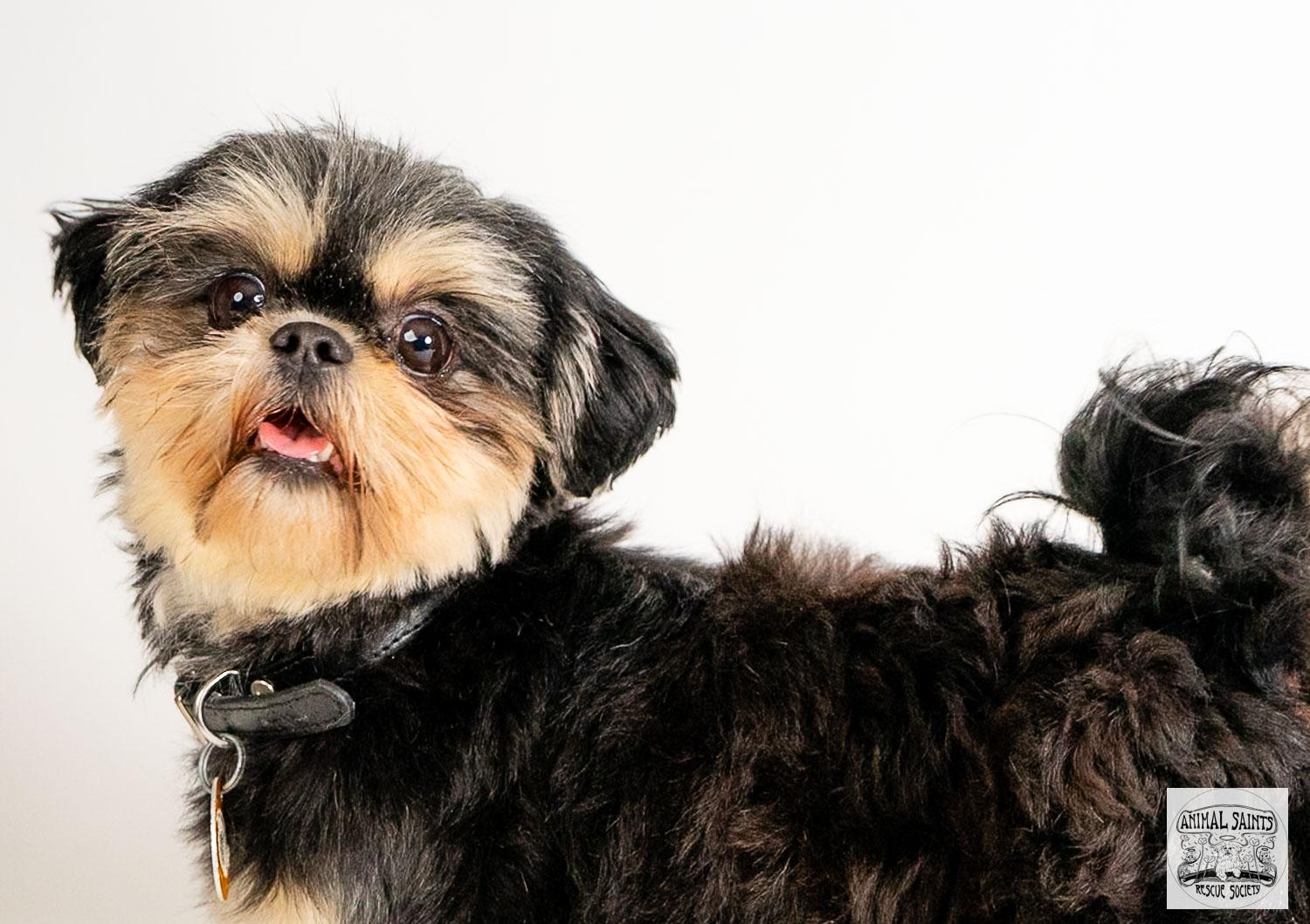 Daisy, a ADOPTABLE Shih Tzu in Fort Montgomery, NY image 4/6