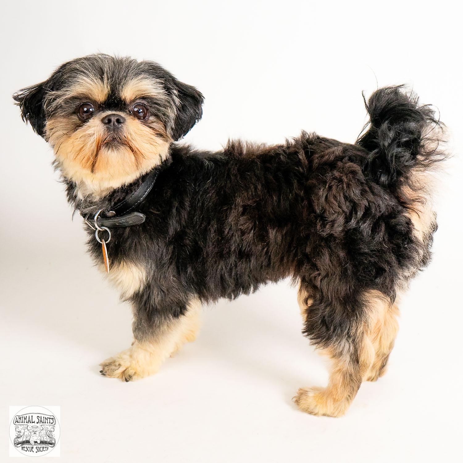 Daisy, a ADOPTABLE Shih Tzu in Fort Montgomery, NY image 2/6