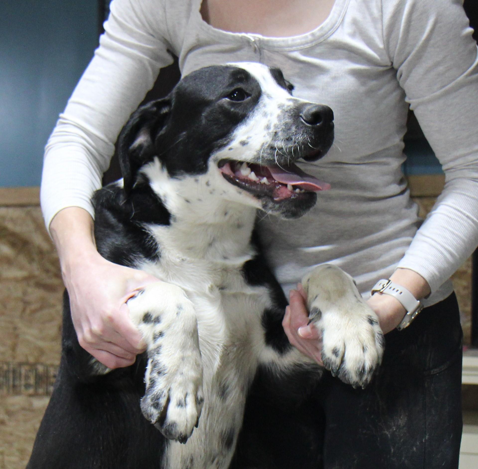 Domino, Adoptable, Puppy Male Great Dane & Mixed Breed.