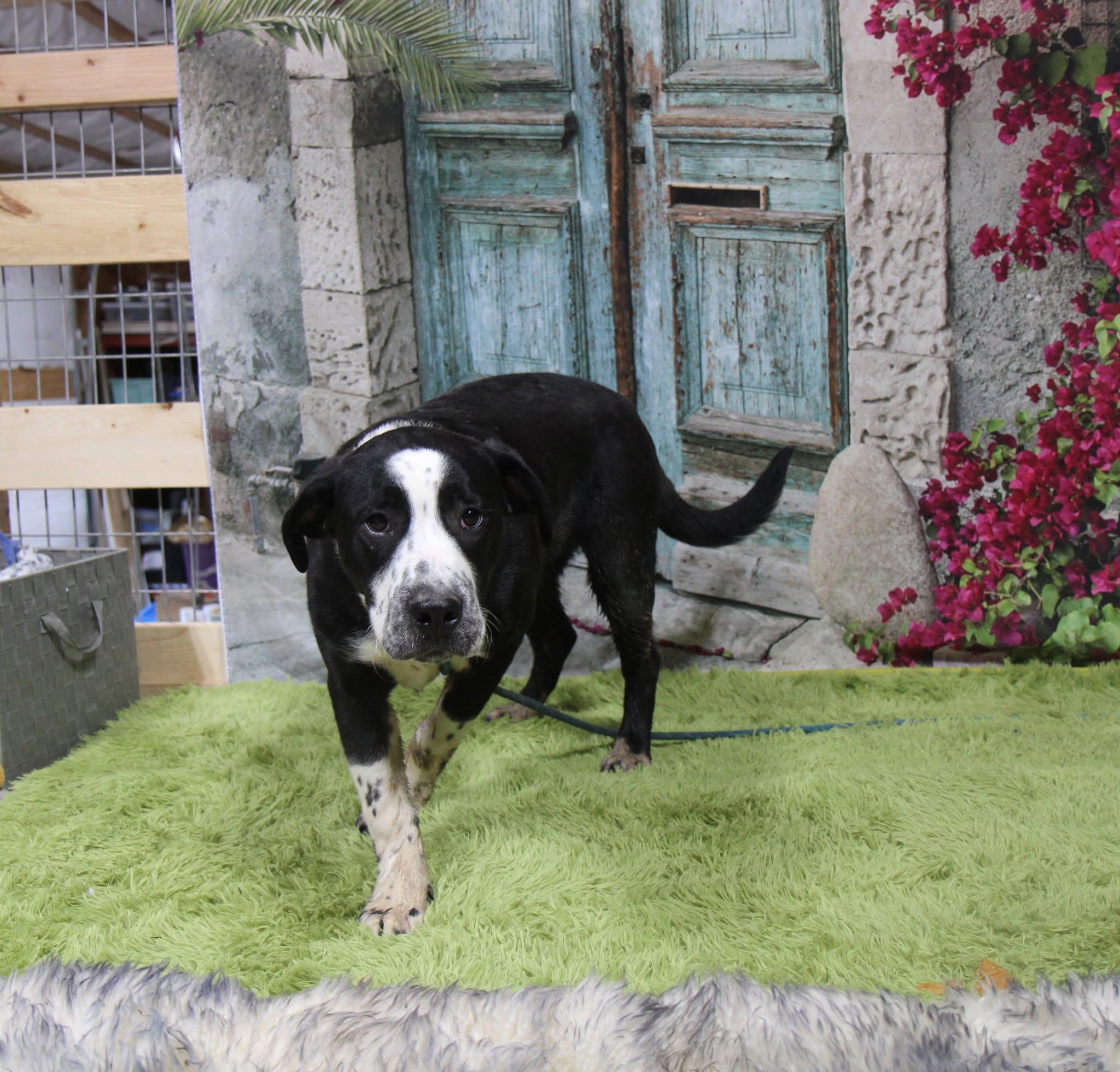 Enlarge Domino, a Adoptable mixed breed in Plain City, OH image 2/6