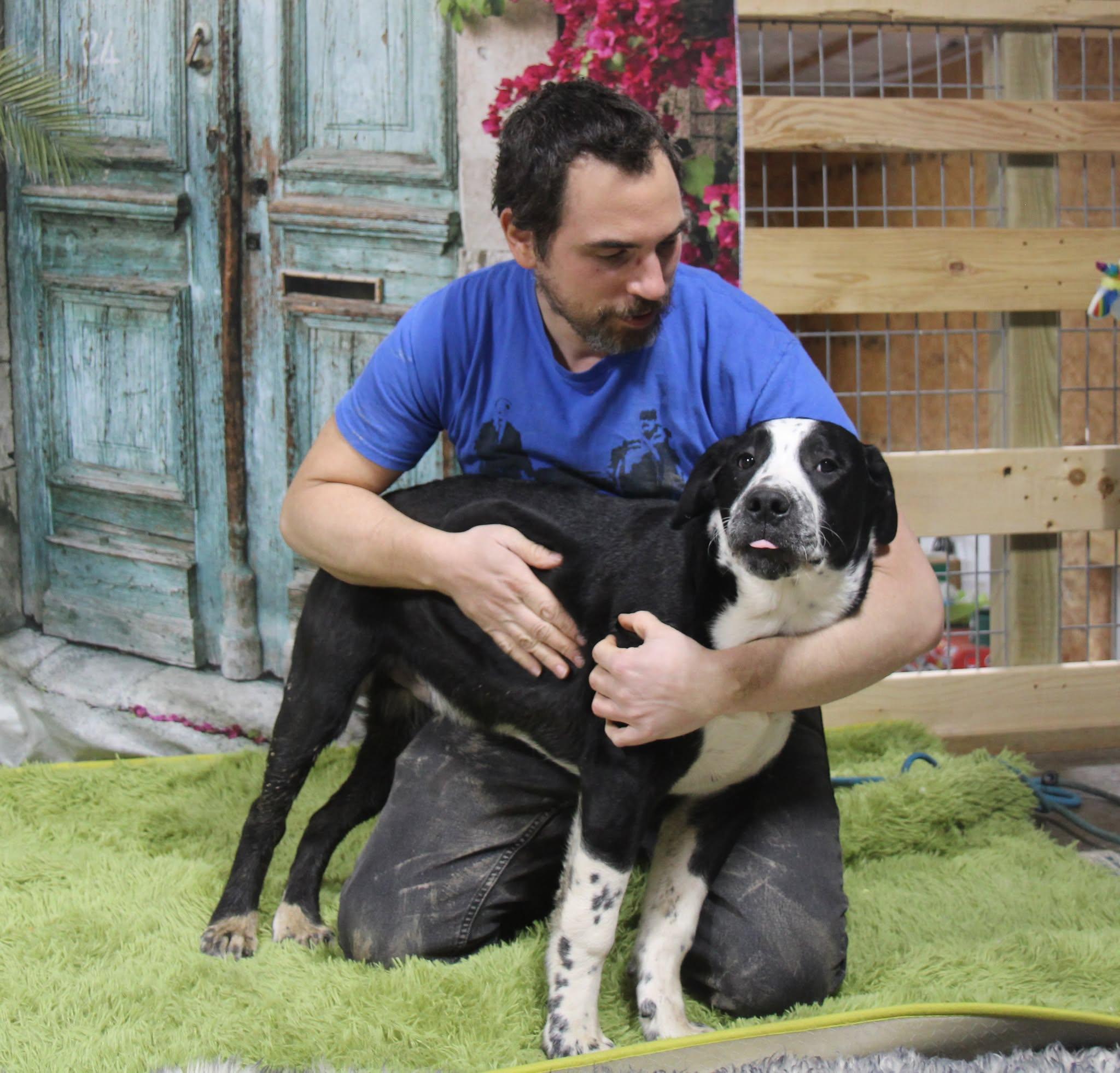 Enlarge Domino, a Adoptable mixed breed in Plain City, OH image 3/6