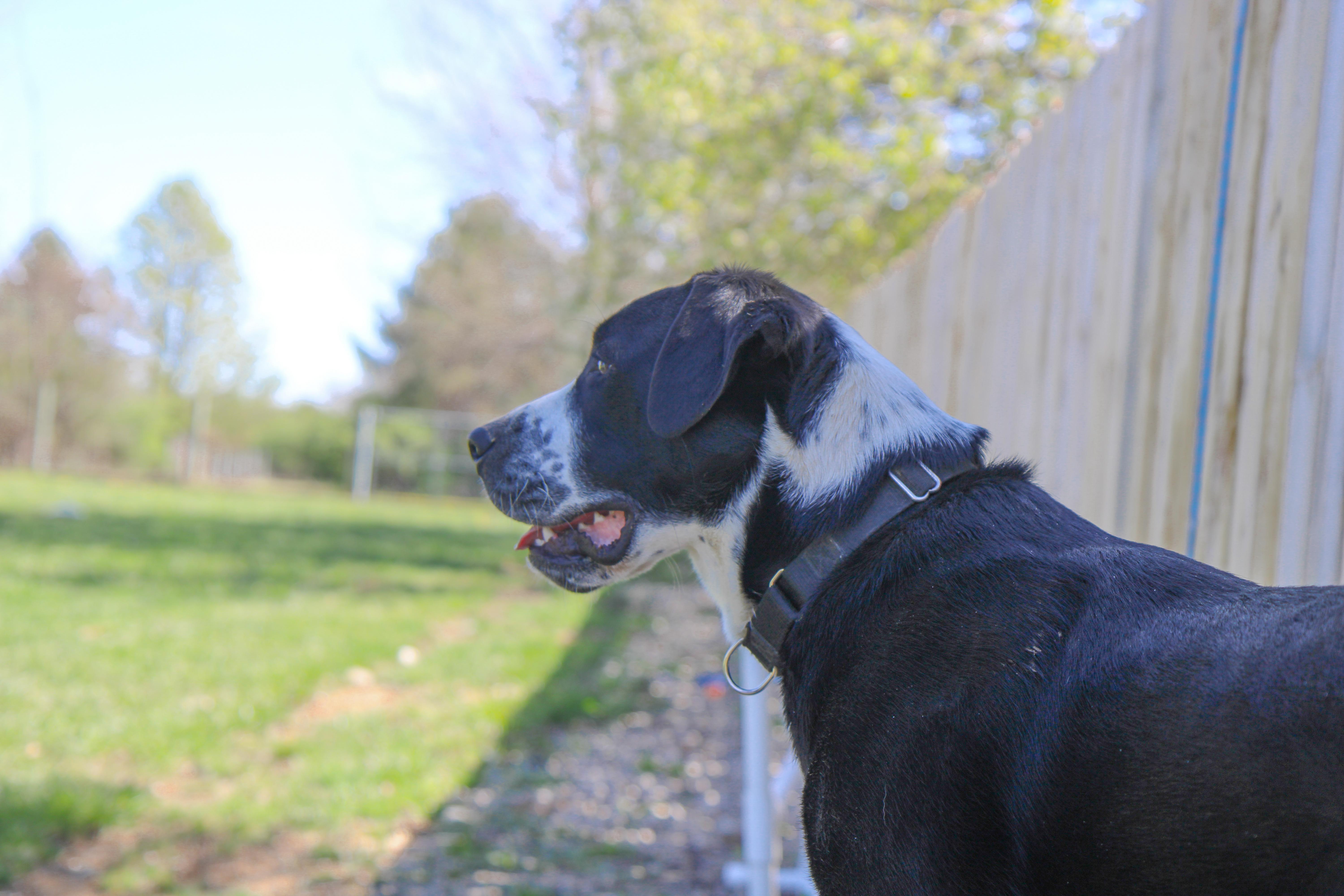 Enlarge Domino, a Adoptable mixed breed in Plain City, OH image 4/6