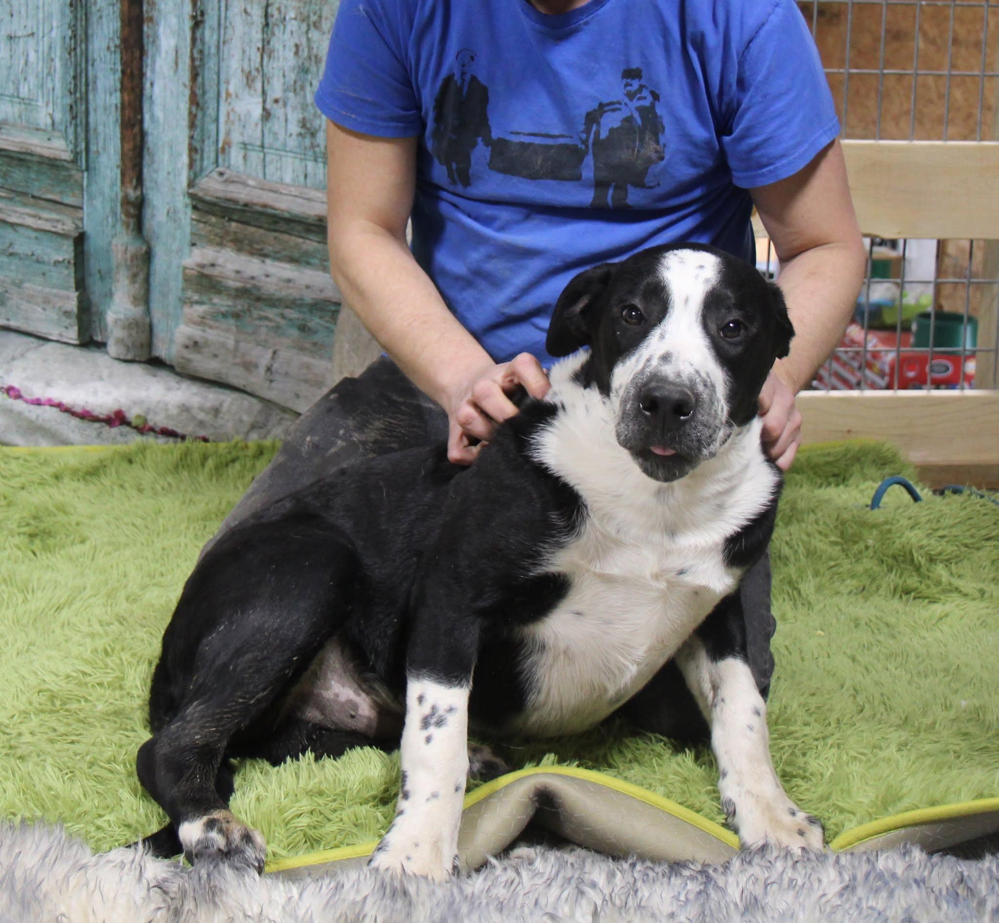 Enlarge Domino, a Adoptable mixed breed in Plain City, OH image 5/6