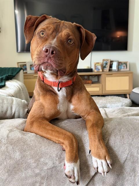NORMAN, Adoptable, Young Male Mixed Breed.