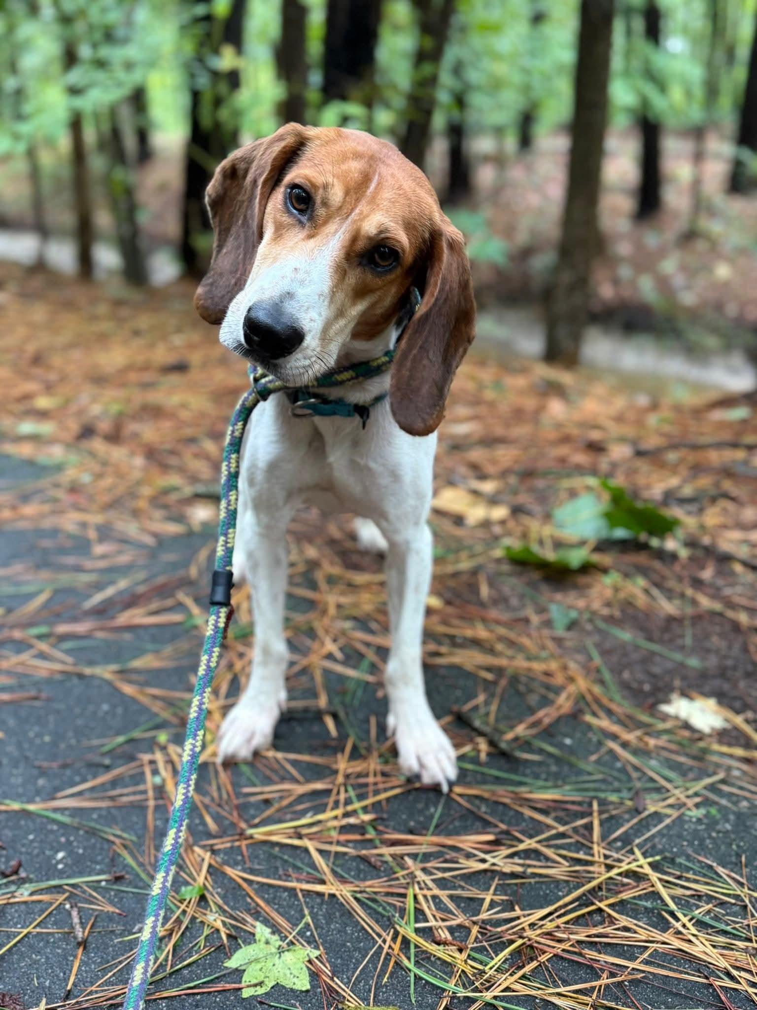 Raynor, Adoptable, Adult Male Beagle & American Foxhound.