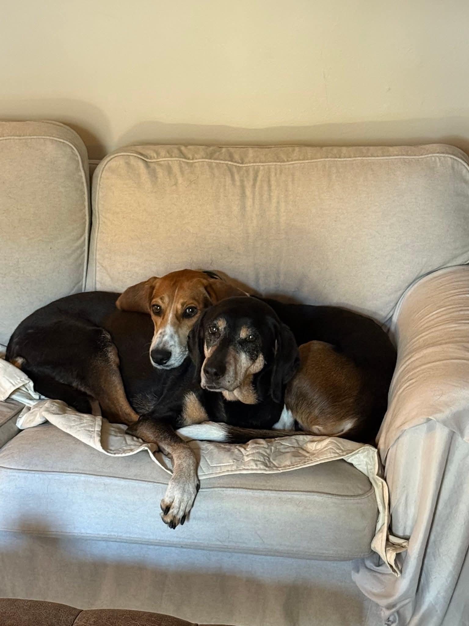 Raynor, a Adoptable mixed breed image 2/3