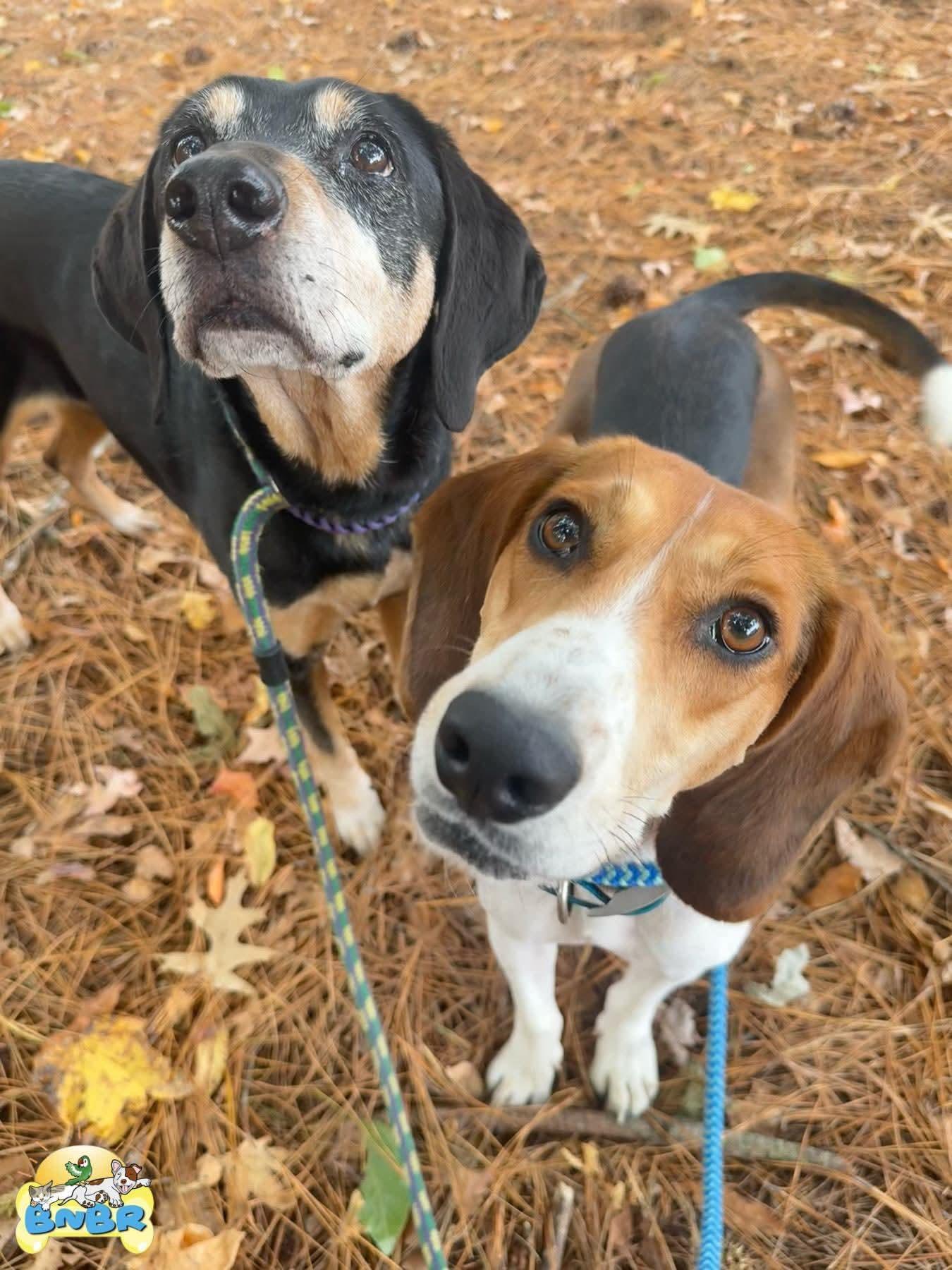 Raynor, a Adoptable mixed breed image 3/3