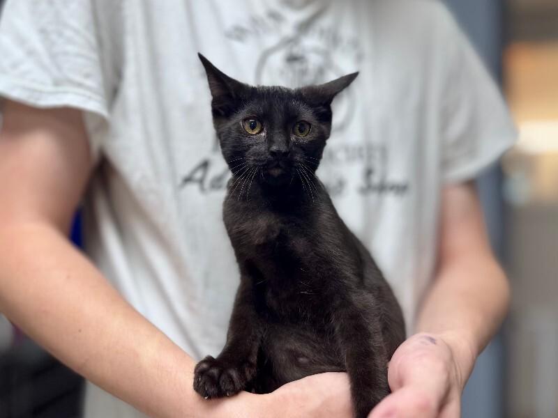 Theodore, Adoptable, Young Male Domestic Short Hair.
