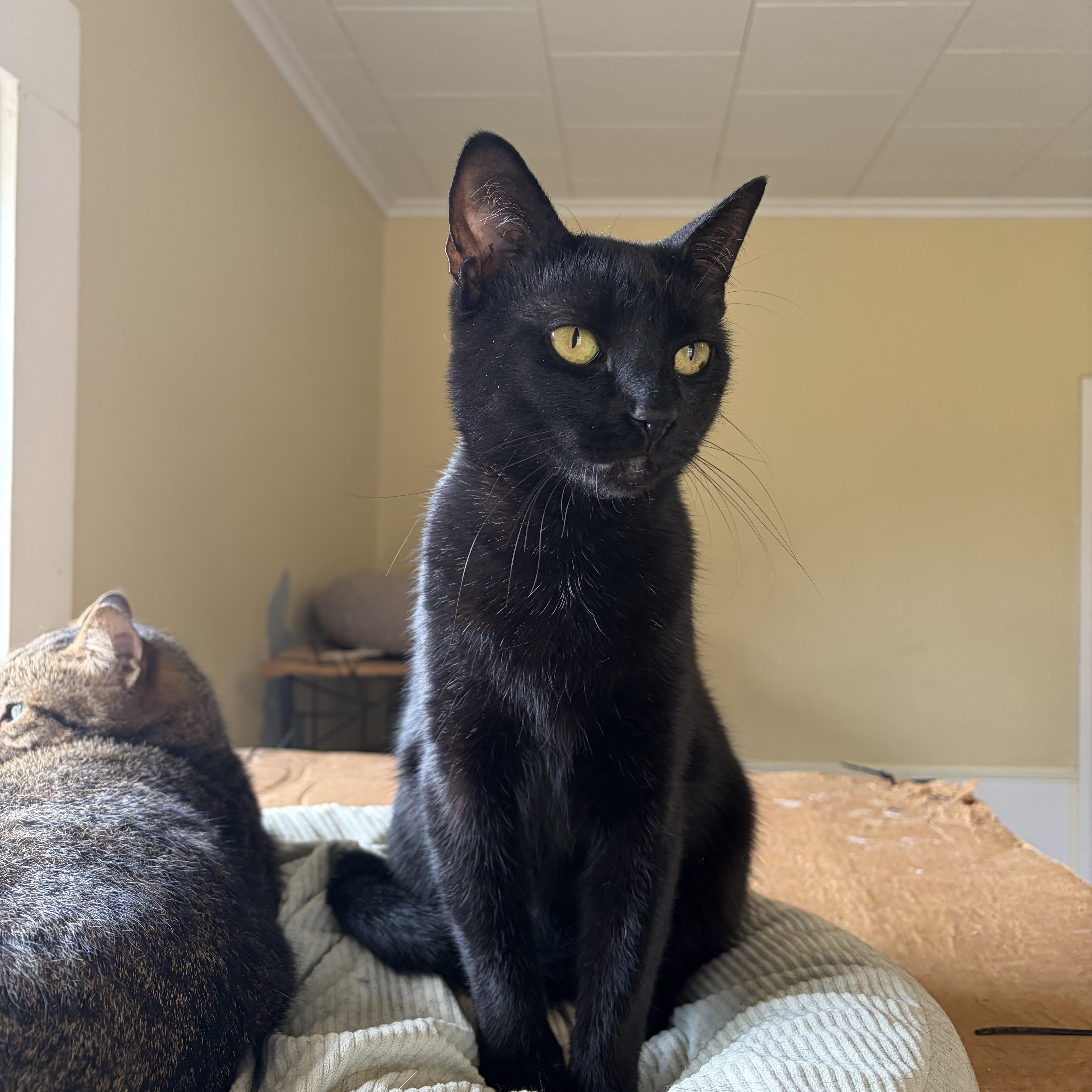 Enlarge Joanna, a ADOPTABLE Domestic Short Hair in Hammond, LA image 2/2